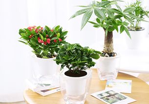 盆栽绿植懒人好养活吗图片_盆栽绿植懒人好养活吗图片大全--第1张