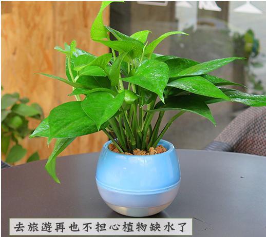 适合懒人打理的绿植品种_适合懒人打理的绿植品种有哪些--第1张