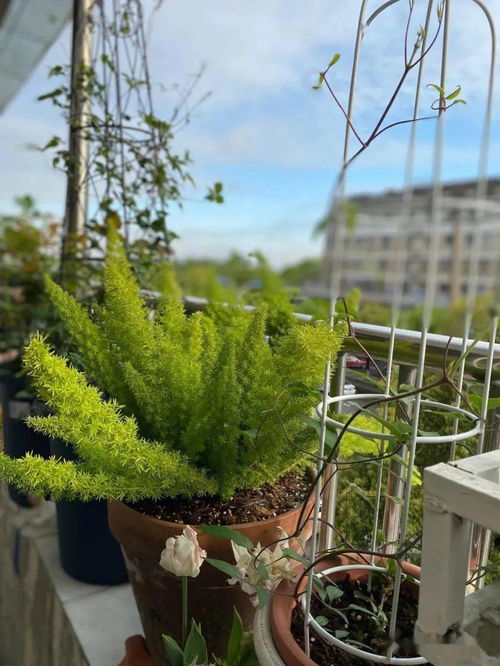 懒人绿植稻草人怎么做视频_懒人绿植稻草人怎么做视频讲解--第1张