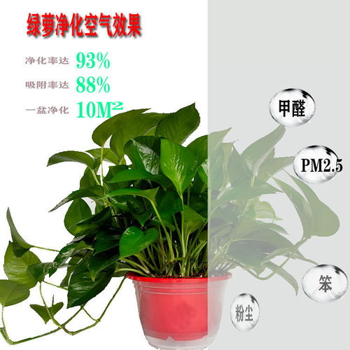 大绿植懒人吸水盆好吗_懒人吸水盆养花要注意--第1张