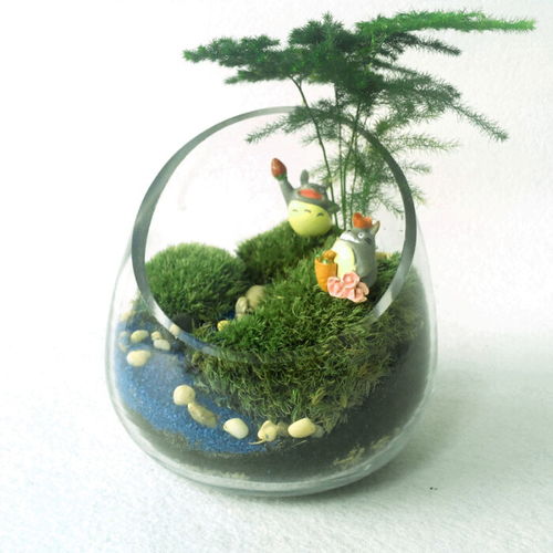懒人绿植生态瓶能养鱼吗_生态瓶可以养鱼吗--第1张