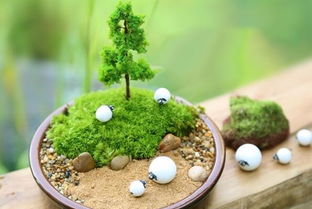 懒人绿植苔藓微景观_苔藓植物盆景怎么做--第1张