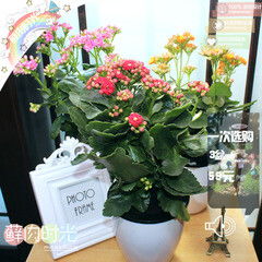 懒人绿植店铺图片高清大图_108种懒人植物--第1张
