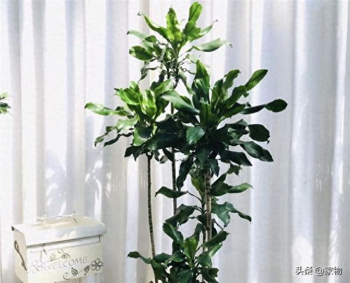 客厅绿植适合懒人_客厅绿植好养活--第1张