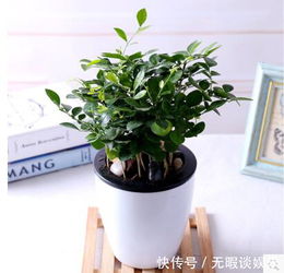 无虫懒人绿植怎么养护的_没有虫子的盆栽--第1张