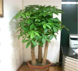 北美懒人绿植图片大全大图_北美懒人绿植图片大全大图高清--第1张