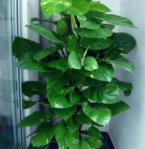 不长虫的懒人绿植有哪些_不长虫的绿植推荐--第1张