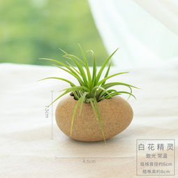 懒人绿植贴吧官网首页下载_懒人绿植贴吧官网首页下载安装--第1张