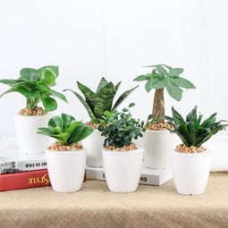 懒人盆绿植文案简短一点_绿植盆栽文案--第1张