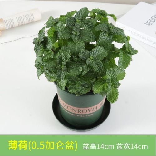 懒人绿植小盆栽薄荷好养吗_薄荷盆栽怎么养?盆栽薄荷养殖方法--第1张