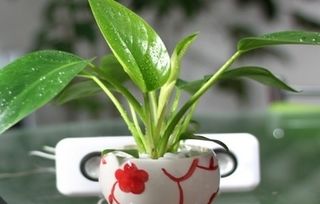 懒人香气绿植图片_懒人花草--第1张