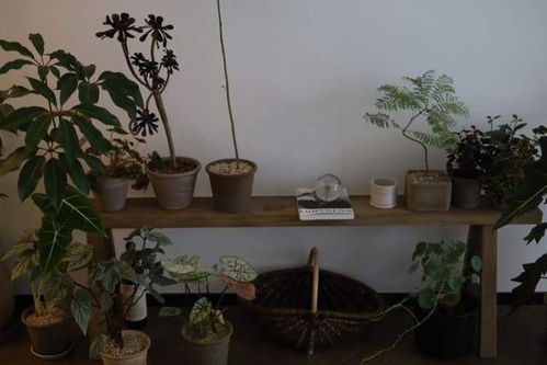 平价懒人绿植店铺推荐_绿植小店--第1张