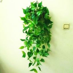 肆意生长懒人绿植怎么养_肆意生长是啥意思--第1张