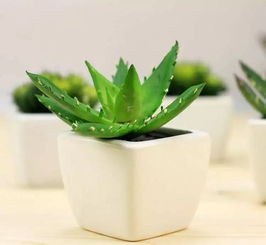 绿植懒人优选品种_绿植懒人优选品种图片--第1张