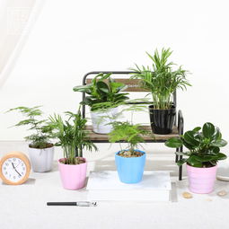 懒人绿植盆栽文案图片_懒人绿植盆栽文案图片大全--第1张