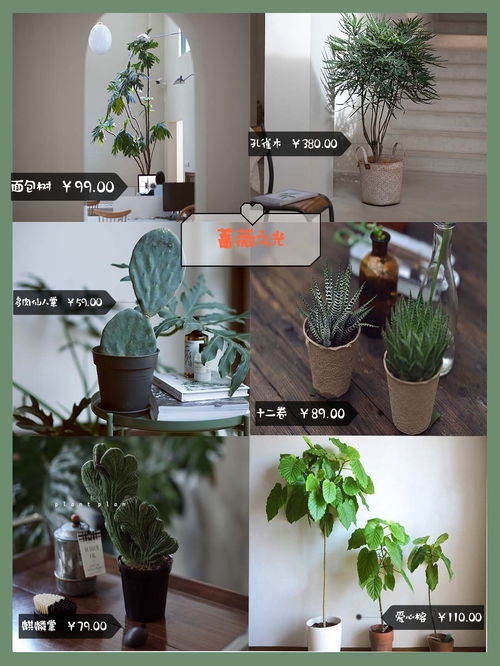 北京懒人绿植推荐哪家店_北京懒人绿植推荐哪家店--第1张