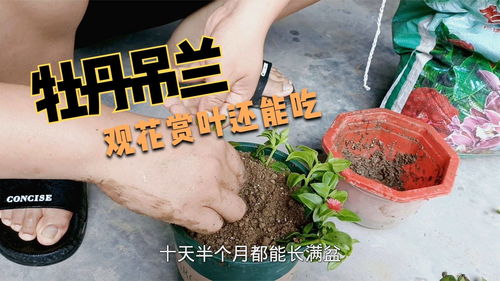室内桌面绿植懒人可以养吗_适合室内的桌面盆栽--第1张