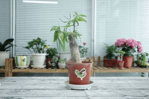 懒人养不了绿植_懒人养什么花好--第1张