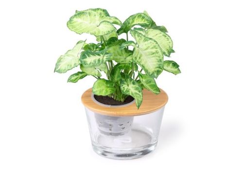 北方适合养的绿植懒人植物_适合北方养的绿植都有哪些--第1张
