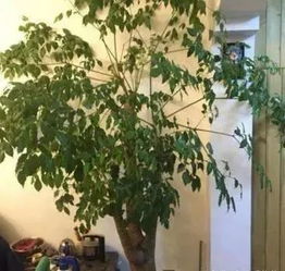 懒人树鱼缸绿植有哪些_懒人树怎么养--第1张