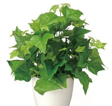 懒人绿植教室图片高清_懒人植物盆栽有哪些--第1张