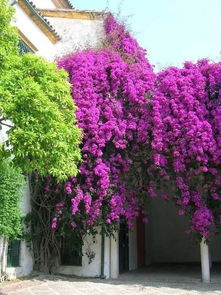 懒人绿植院子图片欣赏_懒人植物怎么养--第1张