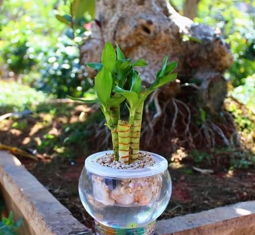 水培绿植懒人怎么养好_水培绿植什么最好养--第1张