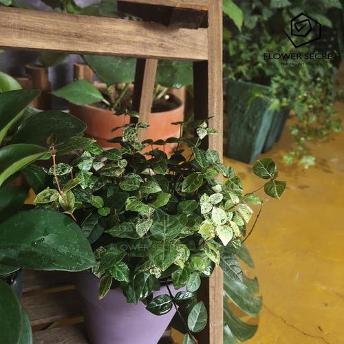 适合户外懒人养的绿植品种_适合户外种植的植物--第1张