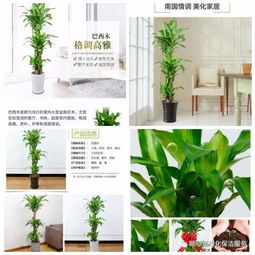 懒人绿植店铺名字大全图片_好听的绿植店铺名字--第1张