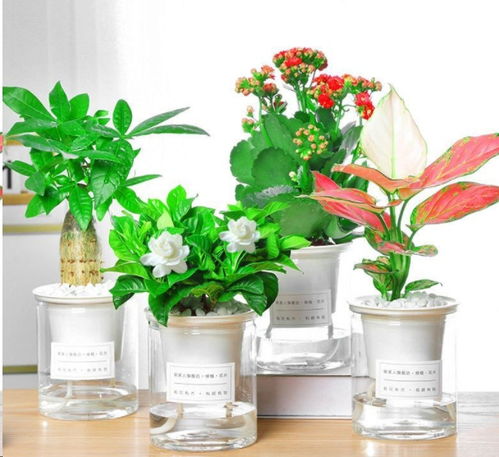 懒人花盆生虫绿植图片视频_懒人花盆生虫绿植图片视频欣赏--第1张