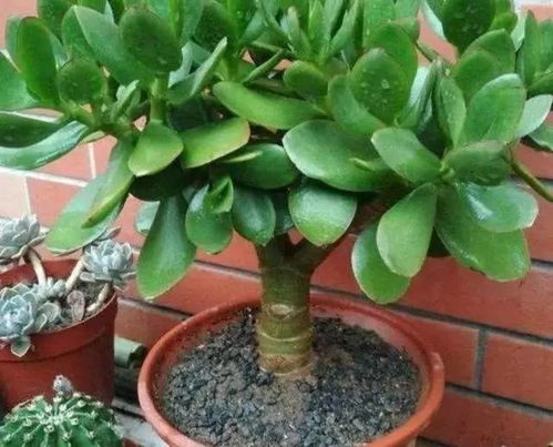懒人养的久的绿植图片_懒人养的久的绿植图片欣赏--第1张