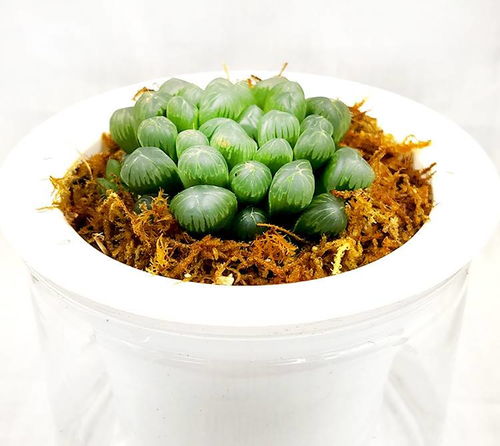 懒人花卉盆栽绿植怎么养_懒人花盆怎么种植物--第1张
