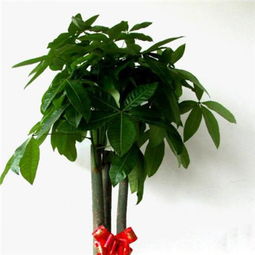 大型绿植花盆懒人摆放方法_绿化大花盆--第1张