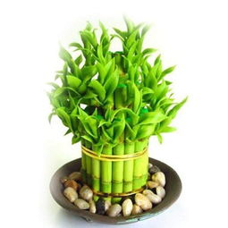适合懒人养鲜插绿植的植物_懒人栽培花卉--第1张