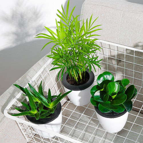 懒人水培绿植室内_室内植物水培--第1张