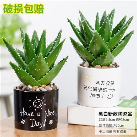 懒人水培绿植室内_水培植物室内盆栽绿植--第1张
