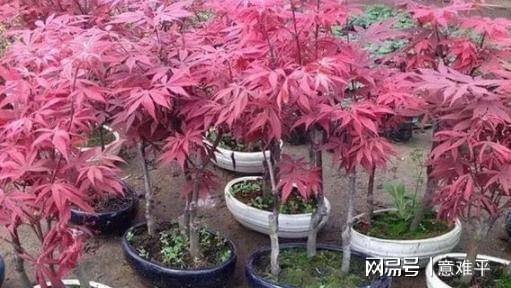 大型绿植懒人盆怎么养花_懒人大型盆栽--第1张