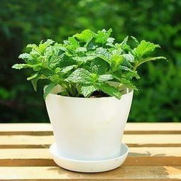 懒人绿植不招虫_家里养什么绿植不招虫子--第1张
