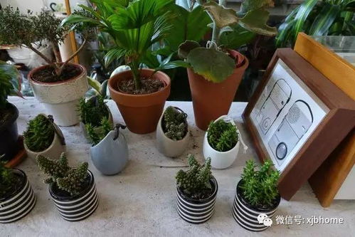 长沙懒人绿植有哪些店_长沙买绿植哪里便宜--第1张