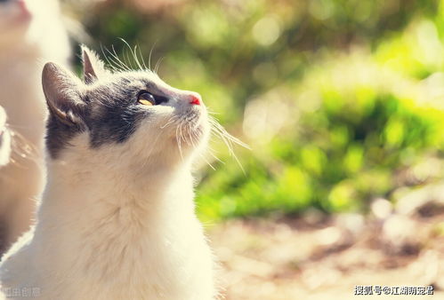 懒人适合养什么绿植家里有猫咪_懒人适合养猫吗--第1张