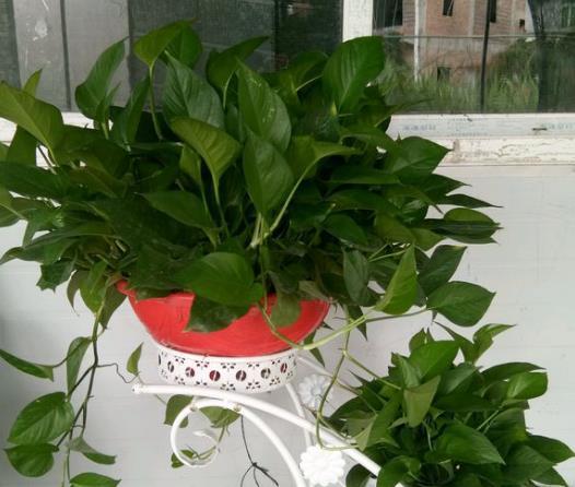花园懒人绿植怎么养的好_花园懒人绿植怎么养的好看--第1张