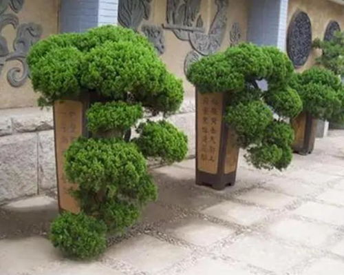 推荐适合懒人养的绿植品种_推荐适合懒人养的绿植品种--第1张
