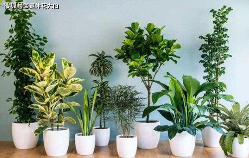家养懒人绿植花好吗图片_懒人养什么植物最好--第1张