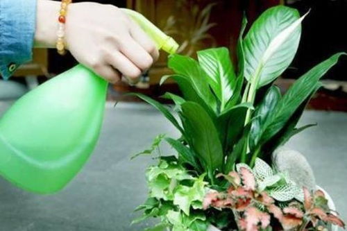 懒人绿植浇水视频教程全集_绿化浇水工具--第1张