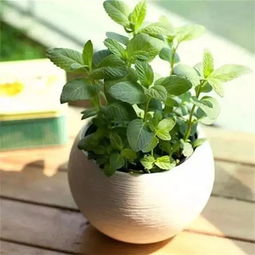 家居绿植懒人养殖_懒人养植物--第1张