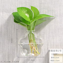 懒人养植水培绿植_家庭水培绿植--第1张