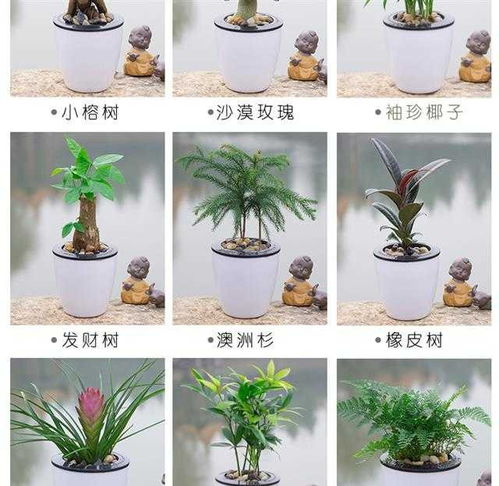 水培懒人盆绿植_水培绿植盆栽--第1张