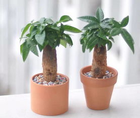 南方懒人绿植室外_南方懒人绿植室外能种吗--第1张