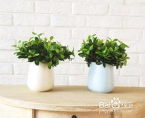 绿植懒人养法_绿植怎么养--第1张