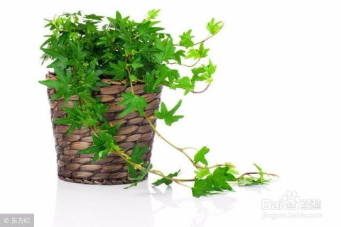 懒人室内驱蚊绿植_驱蚊适合室内养殖的植物--第1张